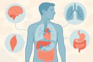 Cómo funciona el cuerpo humano explicado para principiantes