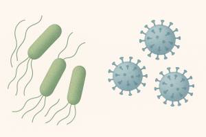 Diferencias entre bacterias y virus con ejemplos cotidianos
